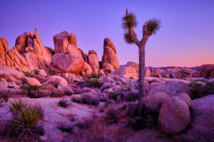 USA, United States of America, california, palm Springs, Joshua Tree National Park, jumbo rocks campground, white King campground, USA, United States of America, california, palm Springs, Joshua Tree National Park, jumbo rocks campground, white King campground,